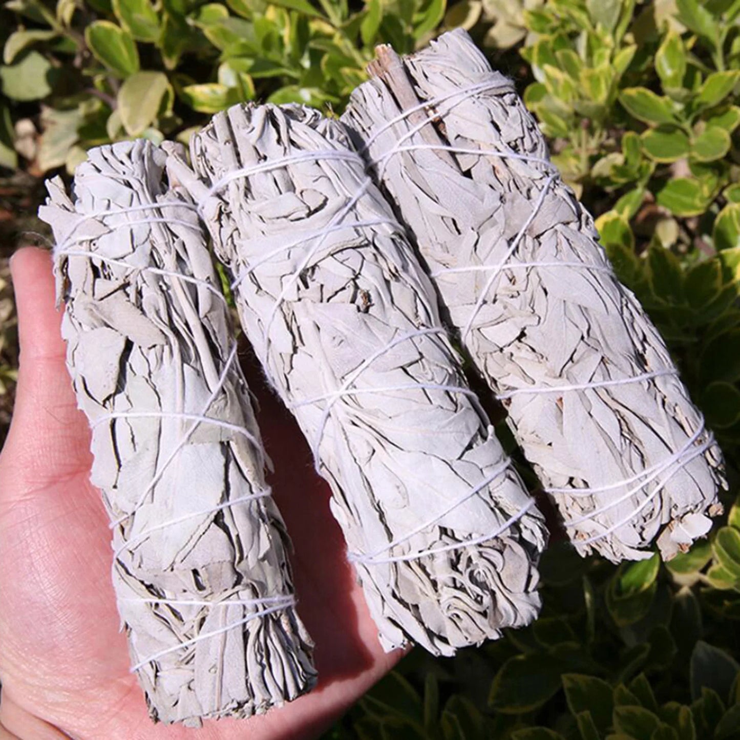 White Sage or Palo Santo 10cm