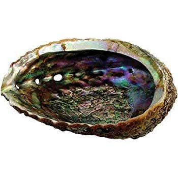 Green Abalone Shell 10-12cm